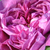 Ljubičasta  - Hibrid perpetual ruža - Reine des Violettes